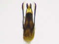 Stenus clavicornis